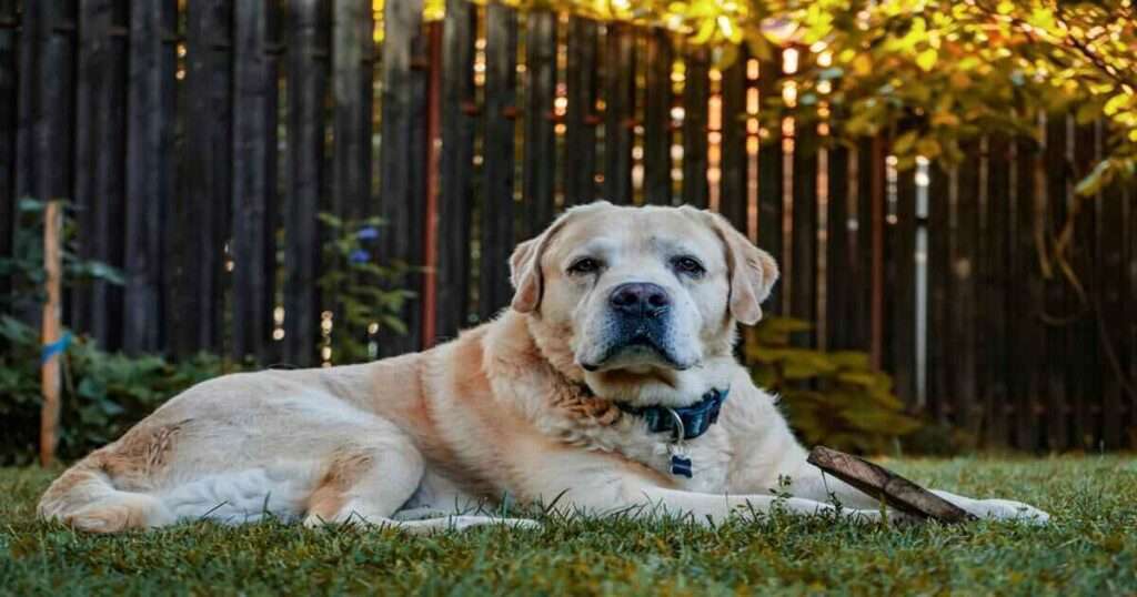 A-Large-Dog