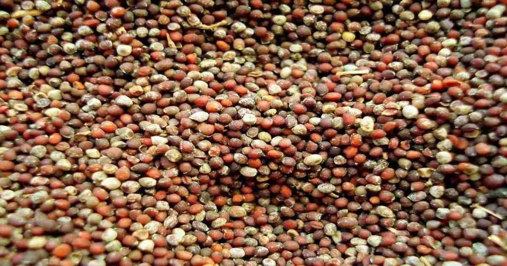 A-Mustard-Seed