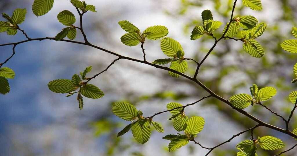 A-Tree-Branch