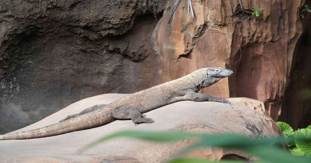 Komodo-Dragon