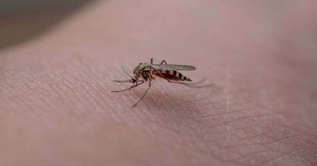 Mosquito-Eggs