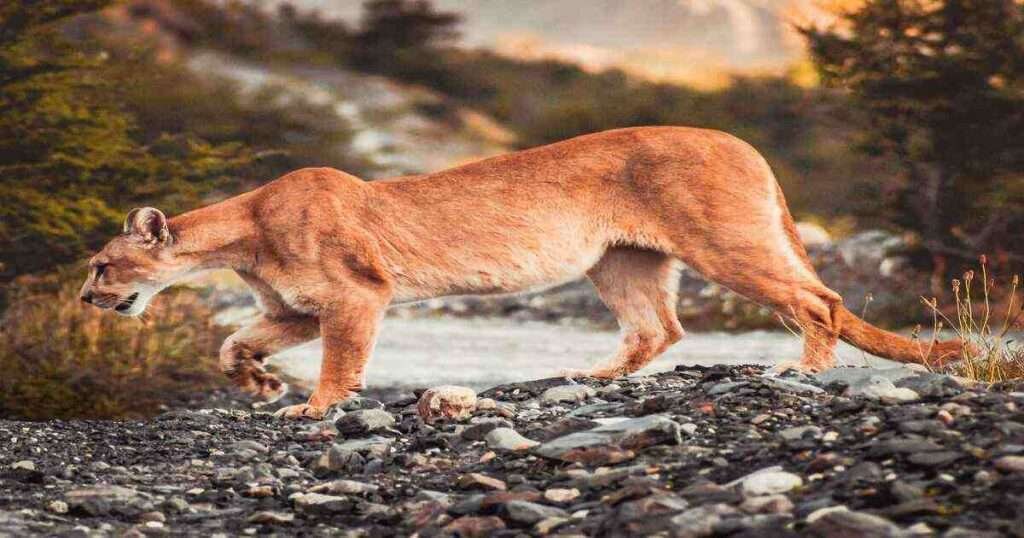 The-Female-Cougar