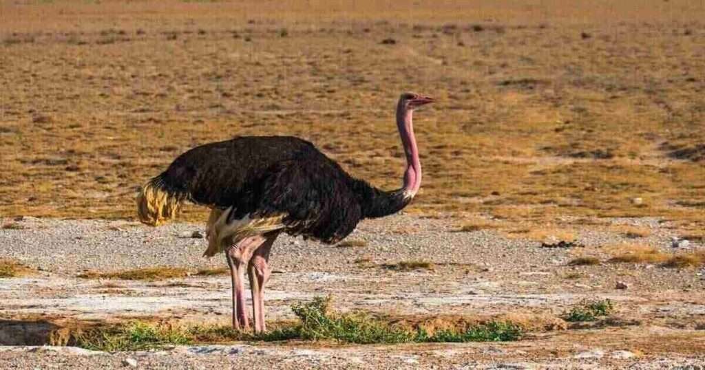 The-Ostrich