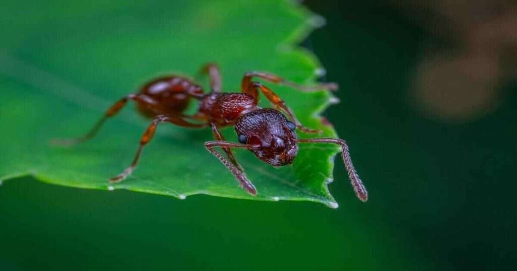 an-Ant’s-Leg