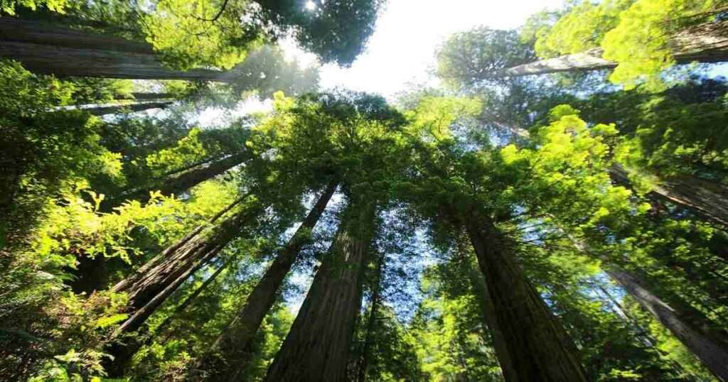 The-Redwood-Tree